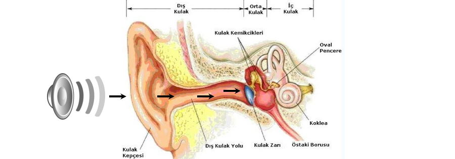 İşitme Nedir